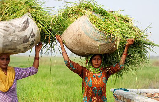Female farmer carrying grass bundle on the head use as animal food.