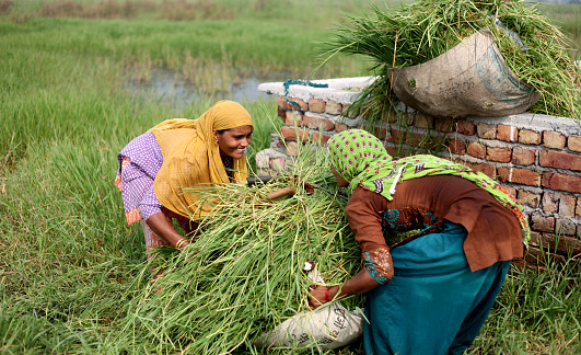 Female farmer wrapping grass bundle use as animal fodder.