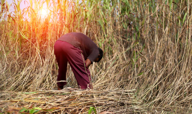 agricoltore che lavora sul campo - sorghum animals feeding outdoors close up foto e immagini stock