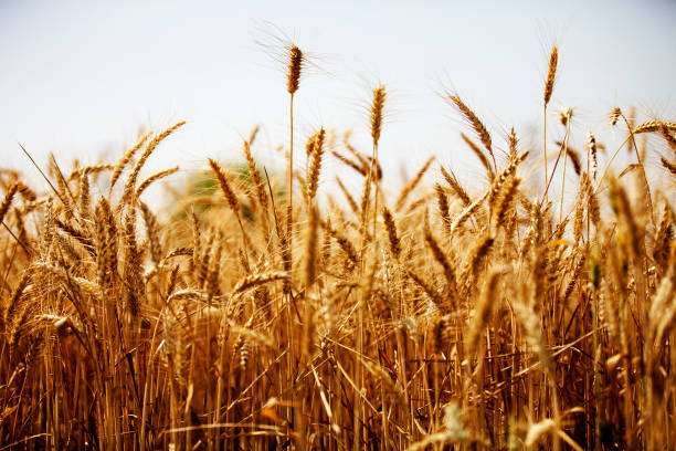 Wheat crop stock photo