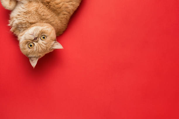 Ginger Exotic Shorthair Cat