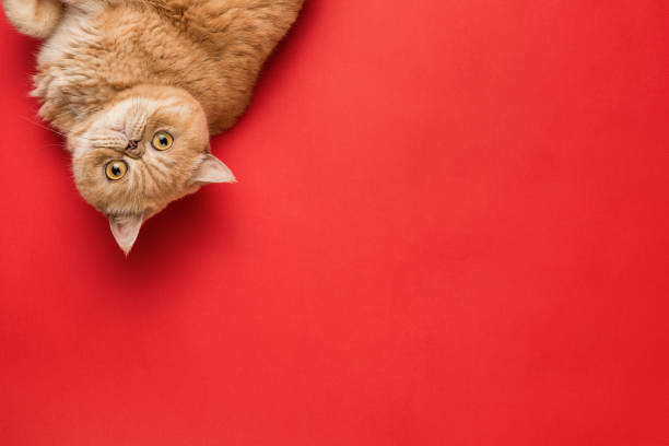 Ginger Exotic Shorthair Cat Ginger Exotic Shorthair Cat Isolated On Coral Background. Top View With Copy Space For Text exotic pets photos stock pictures, royalty-free photos & images
