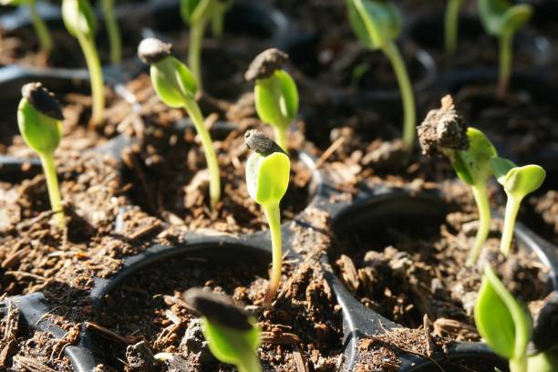 istock Sunflower seedlings in nature garden 1135065840