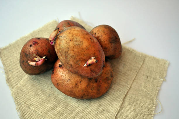 istock raw brown potatoes on white background 1135066803
