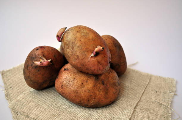 istock raw brown potatoes on white background 1135066812