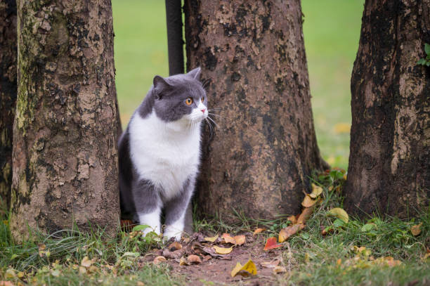 istock Cute British short-haired cat in park grass 1135066984