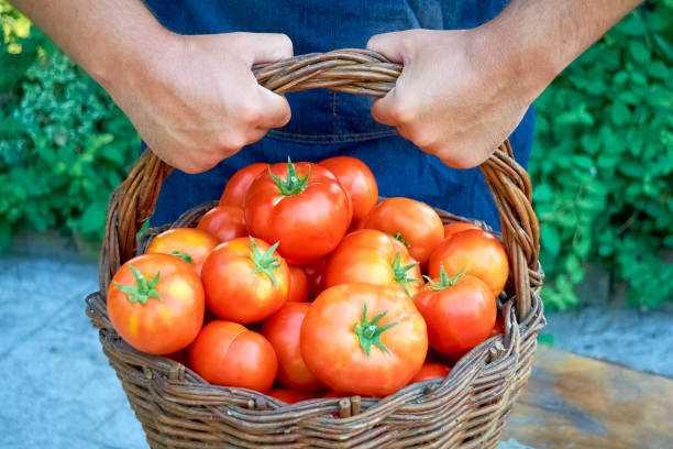 istock boy with a basket of tomatoes, holding it with his hands. 1135067265