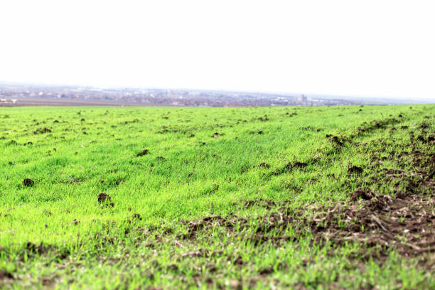 istock Young wheat field, young green wheat growing very well 1135070014