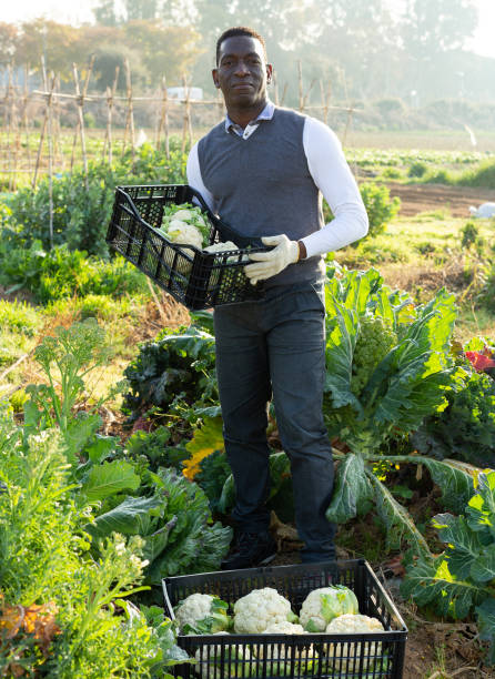 istock Farmer with box of cauliflowers 1135070328