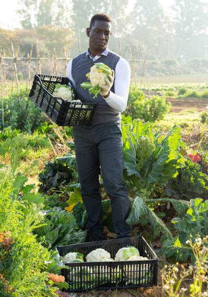 istock Man harvesting cauliflowers 1135070330