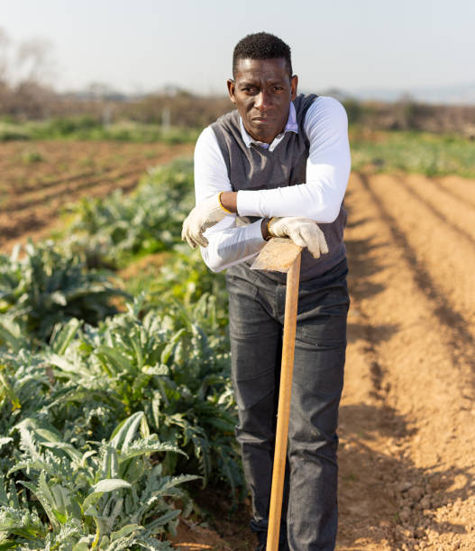 istock Man going to weed artichoke plantation 1135070347