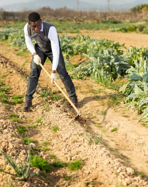 Photo of Male weeding scallion plants