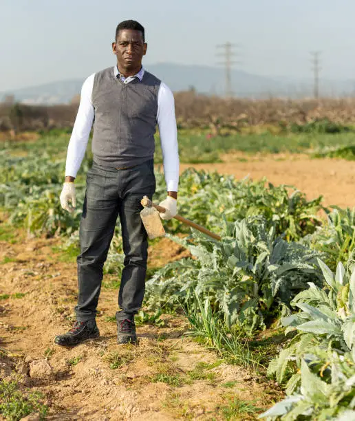 Photo of Male with hoe next to artichoke plants