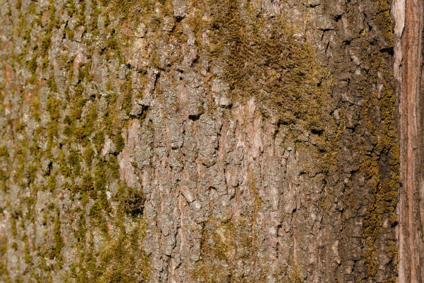 istock Old tree bark texture with green moss close up. Brown color toned 1135071611