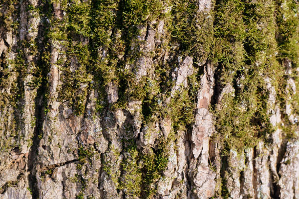 istock Old tree bark texture with green moss close up. Brown color toned 1135071677