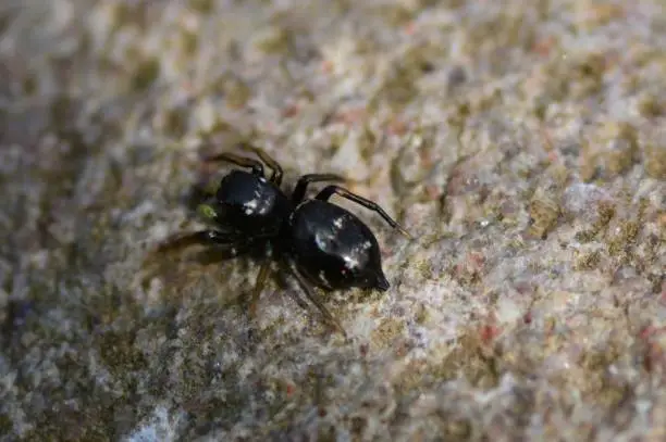 Photo of Jumping spider