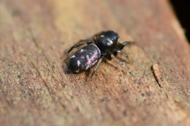 Photo of Jumping spider