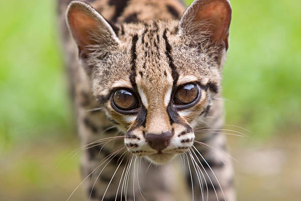 ocelote - jaguatirica - fotografias e filmes do acervo