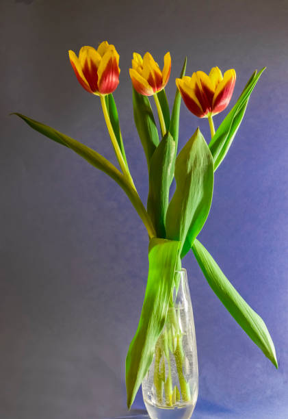 istock Tulips bloom red with yellow in a vase 1135074391