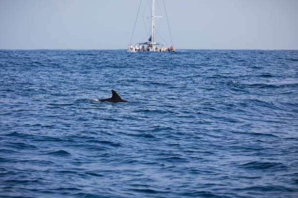 Funchal, Madeira, Portugal - February 23, 2019: Catamaran sailing ship on whale watching with the dorsal fin of a common dolphin in front