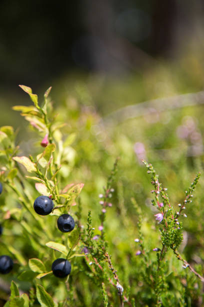 istock Ripe blueberries are ready for picking, forest 1135076309
