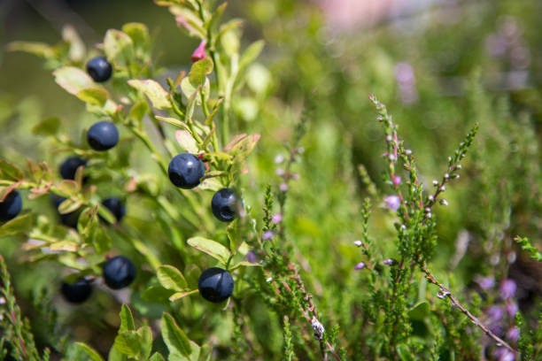 Ripe blueberries are ready for picking, forest
