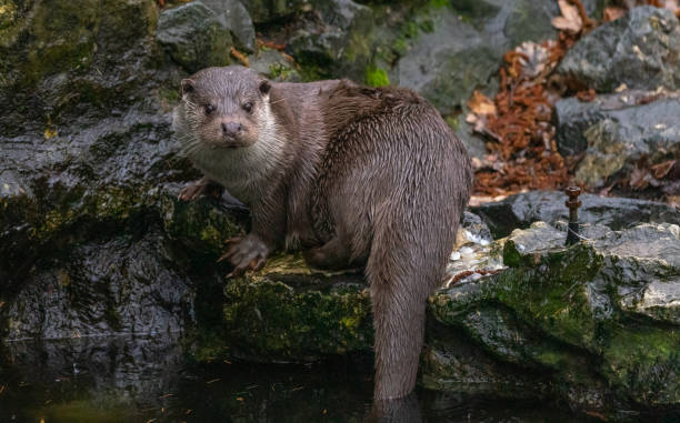 istock Otter sits on a stone and looks into the water 1135076361