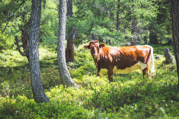 istock Cow is standing in an idyllic forest near a mountain 1135076965