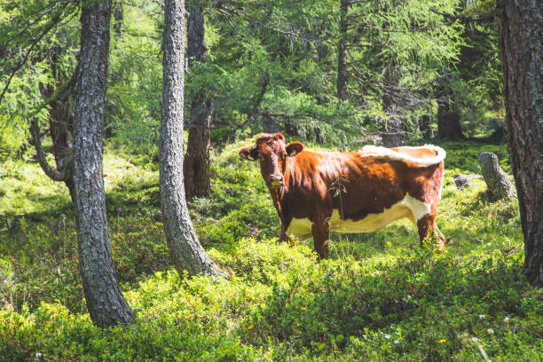 Cow is standing in an idyllic forest near a mountain