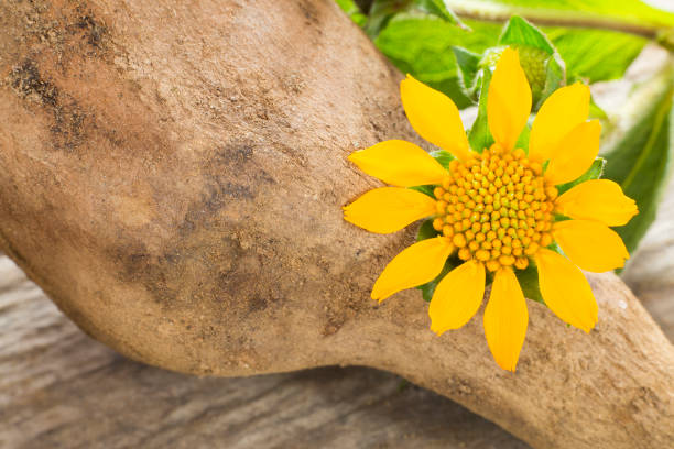Fresh Yacon roots - Smallanthus sonchifolius