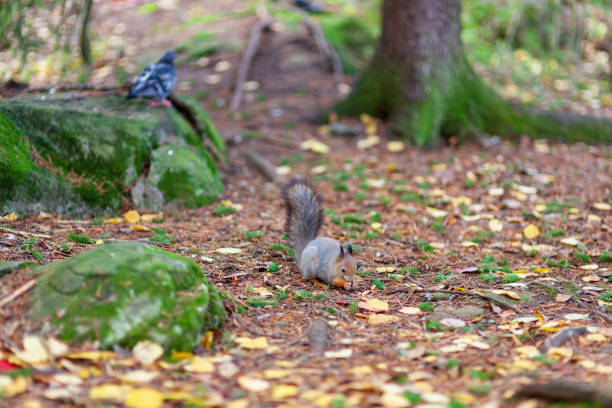 istock Eurasian red squirrel in the wild 1135080393