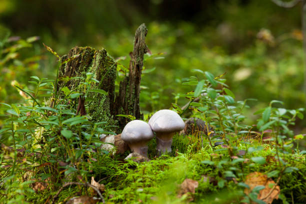 istock Natural mushroom in the forest 1135080511