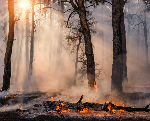 istock Forest fire. Burned trees after forest fires and lots of smoke. 1135081179