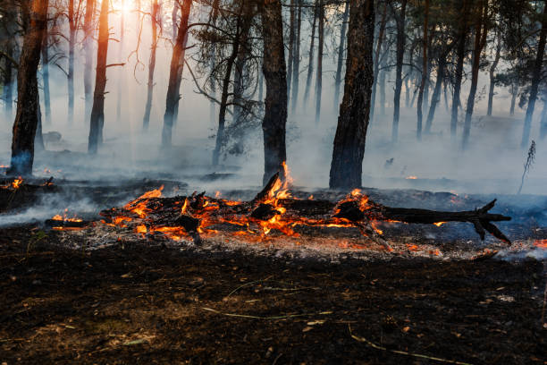 istock Forest fire. Burned trees after forest fires and lots of smoke. 1135081184