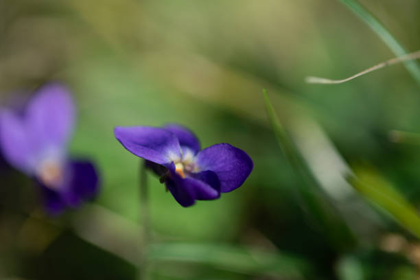 istock violet viola odorata close up with field backgroun, springtime 1135082629
