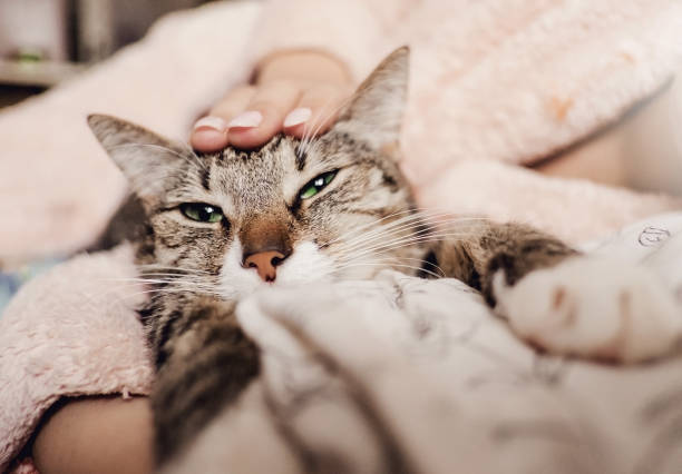 istock hand stroking cat, funny happy muzzle of cat, cat smiles 1135082813