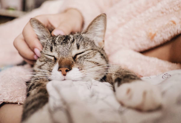 istock hand stroking cat, funny happy muzzle of cat, cat smiles 1135082893