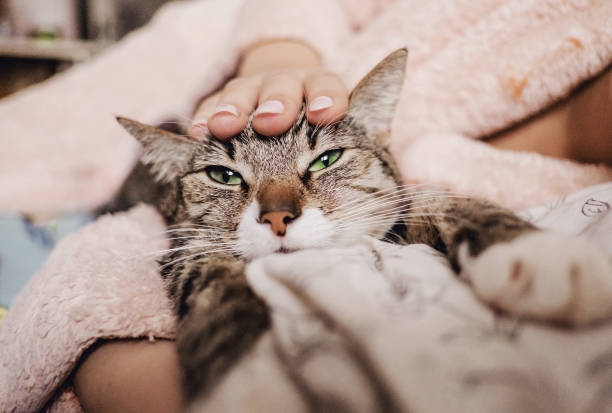 istock hand stroking cat, funny happy muzzle of cat, cat smiles 1135082945