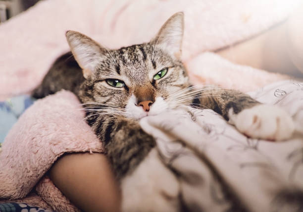istock hand stroking cat, funny happy muzzle of cat, cat smiles 1135082965