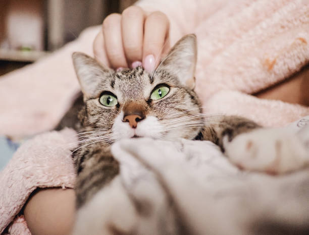 istock hand stroking cat, funny happy muzzle of cat, cat smiles 1135083025