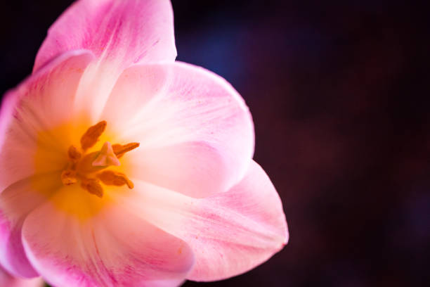 Close up color image depicting a fresh pink tulip flower in bloom on a plain white background. Lots of room for copy space.