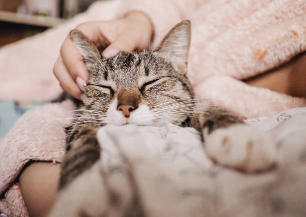 istock hand stroking cat, funny happy muzzle of cat, cat smiles 1135083164