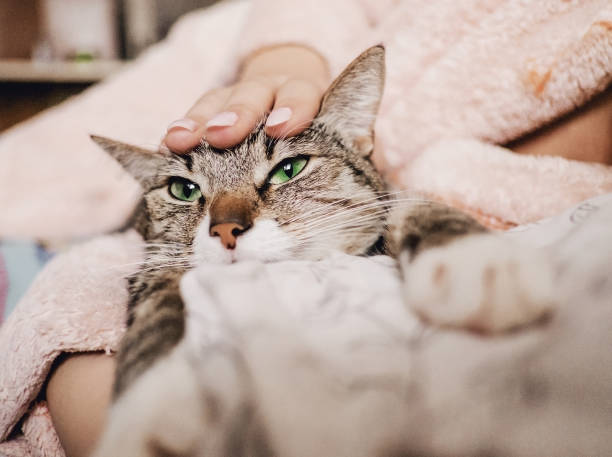 istock hand stroking cat, funny happy muzzle of cat, cat smiles 1135083204