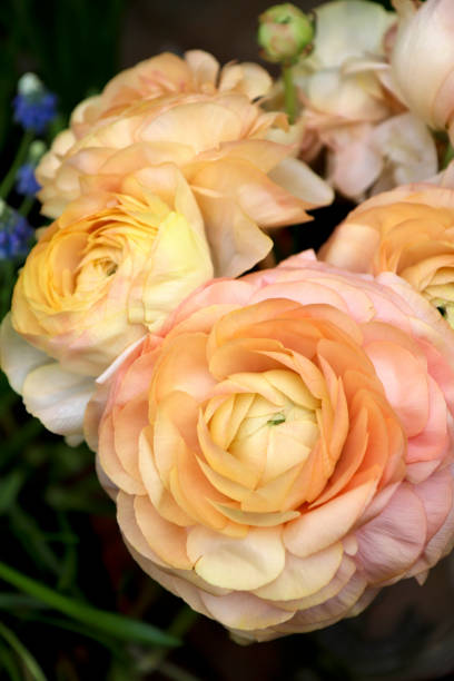 istock Flowers Asian Buttercup Ranunculus. 1135083281