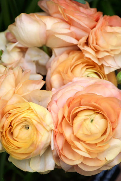istock Flowers Asian Buttercup Ranunculus. 1135083288