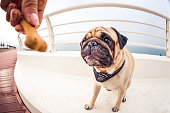 Pet Owner holding the Treat for the Pug