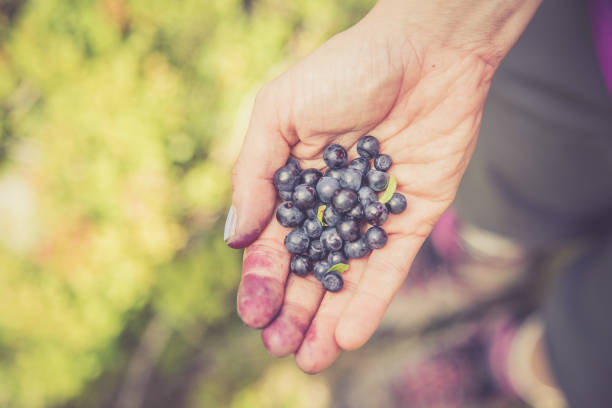 istock Ripe blueberries are ready for picking, forest 1135085063
