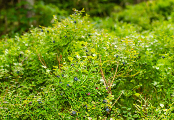 istock Bushes of wild blueberries 1135086174