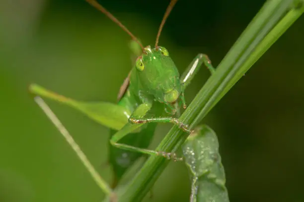 Green Grasshopper/Acridomorph crawling on a green plant camouflaging itself looking at the camera curiously with its antennas up and big legs