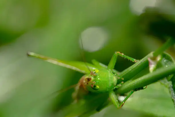 Top down shot of a Green Grasshopper/Acridomorph curiously looking at the camera with its antenna up, sharp eyes, camouflaging it self and ready to jump